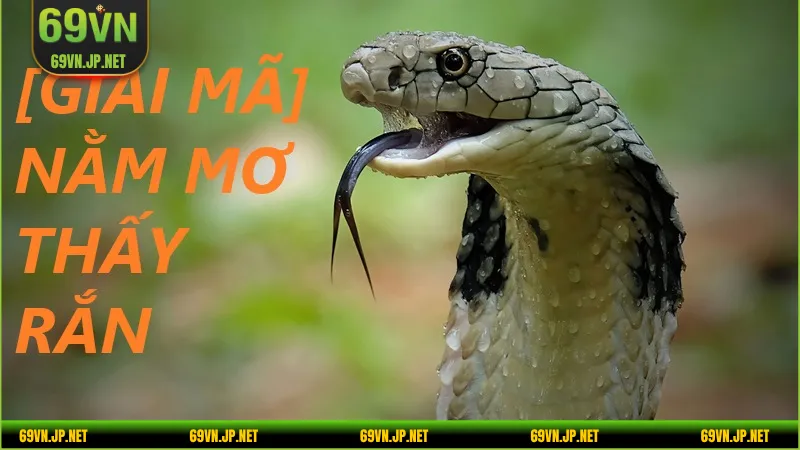 Giấc mơ về rắn - Chiêm bao sắp đạt được thành công hoặc cơ hội may mắn