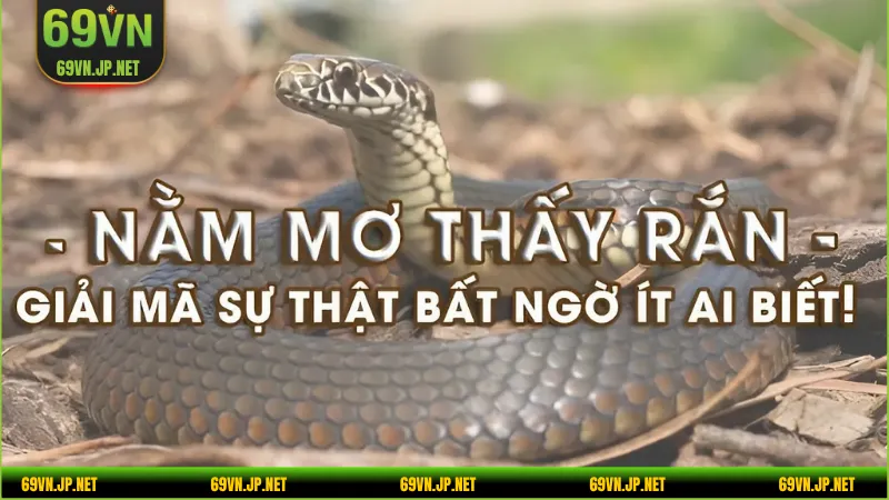 Tổng hợp tình tiết mơ thấy xà cùng luận giải con lô đề sẽ ra